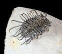 Large, Spiny Koneprusia Trilobite - (Special Price) #63377-5